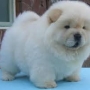Chow Chow Puppies Now Ready