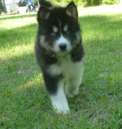 black husky for sale