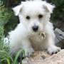 west highland terrier puppies for sale